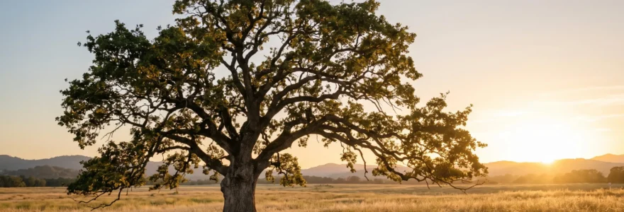 Arbre symbolique dont le tronc robuste incarne la croissance du capital et dont les branches multiples représentent sa répartition entre les héritiers