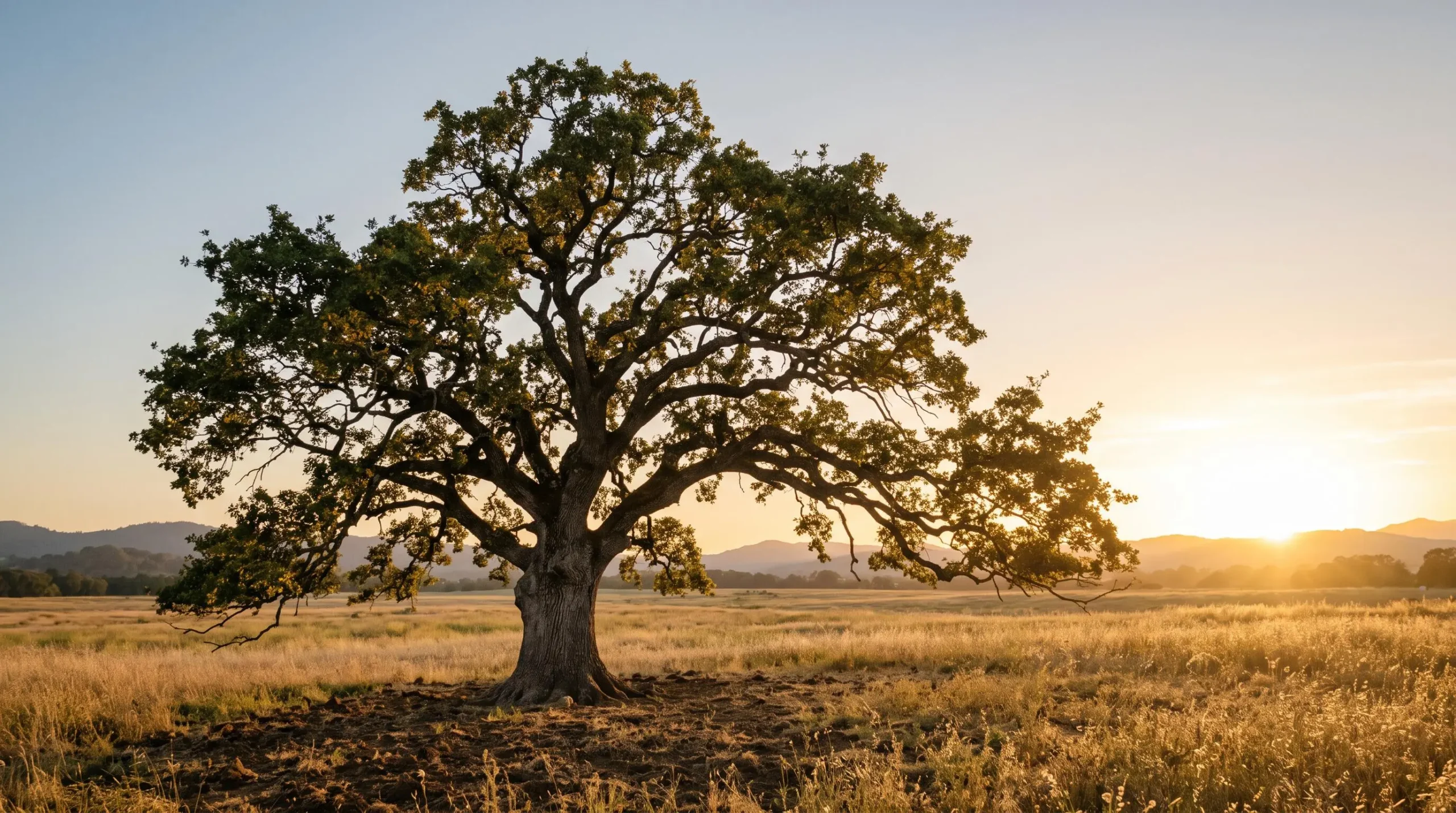 Arbre symbolique dont le tronc robuste incarne la croissance du capital et dont les branches multiples représentent sa répartition entre les héritiers